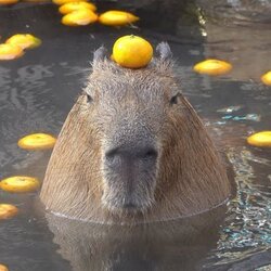 capybara 图标