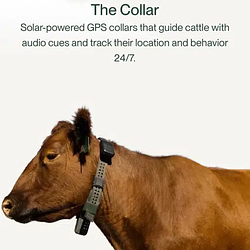 Логотип cowgorithm