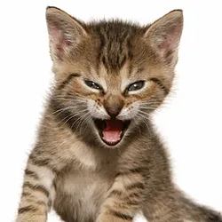 Logo The Roaring Kitty